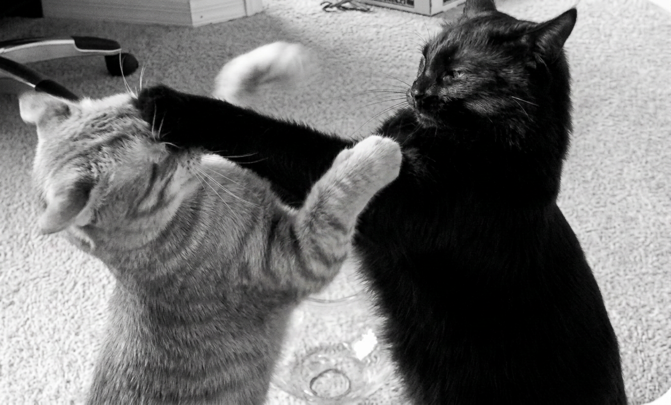 Dos gatos compartiendo espacio en casa